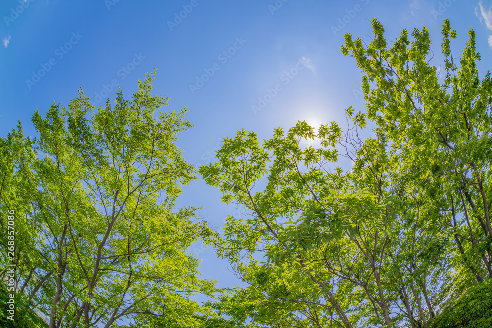 Obraz premium 新緑と初夏の青空