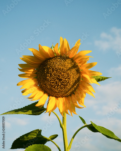 Beautiful sunflower
