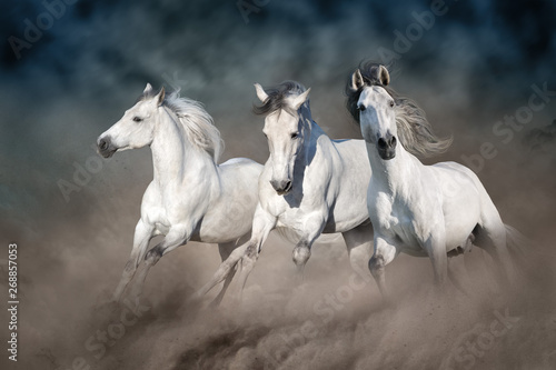 Three white horse run gallop on desert dust against dark sky