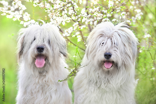  Two South russian sheepdog in spring blossom