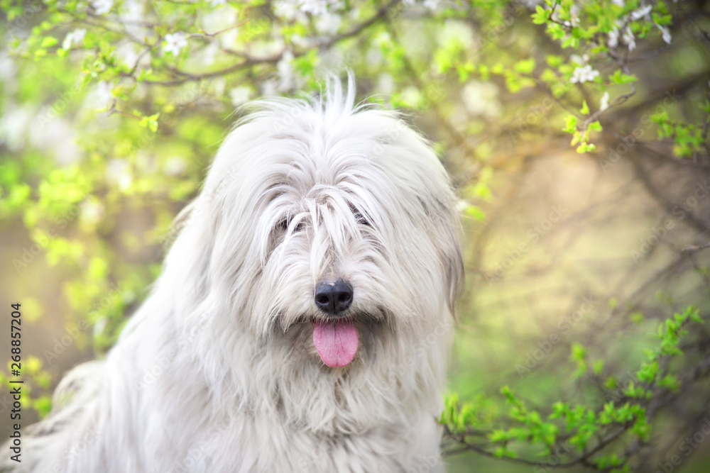 South russian sheepdog in spring blossom South russian sheepdog in spring blossom