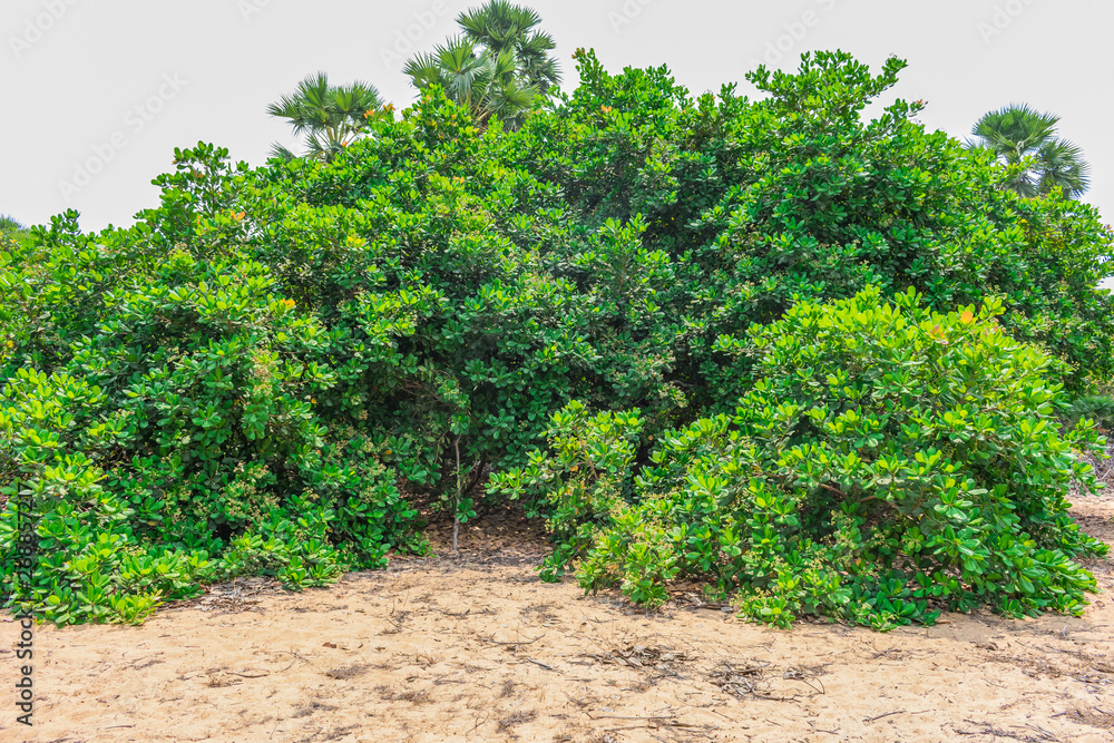 Cashew greenery trees with flower came in summer season looking very attractive.