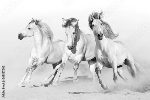 Three white horse run gallop on desert dust. Black and white