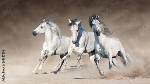 Three white horse run gallop on desert dust