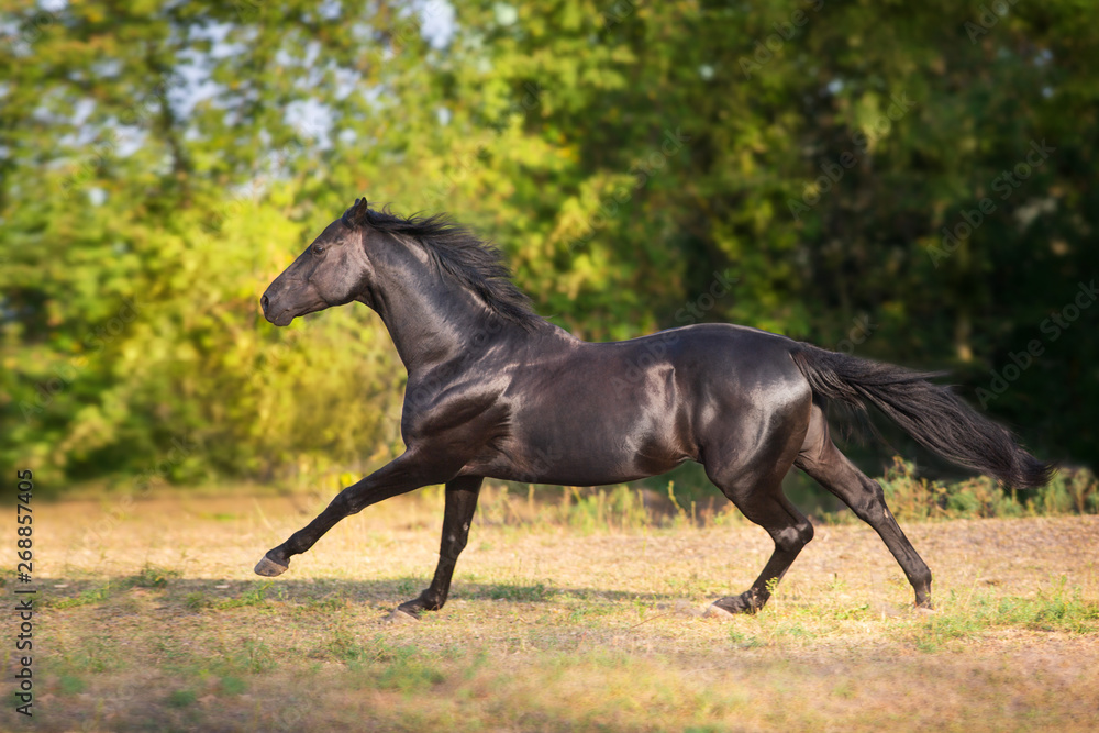 Black stallion run gallop on summer field Black stallion run gallop on summer field