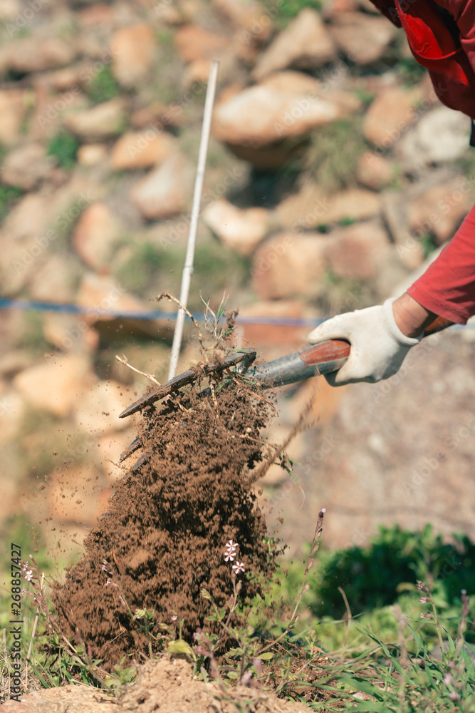 Crop vigneron digging soil with pitchfork Crop vigneron digging soil with pitchfork