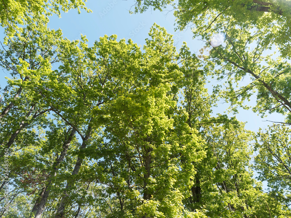 Fototapeta premium Chênes pédonculés - chênes blancs - chênes européens (Quercus robur)