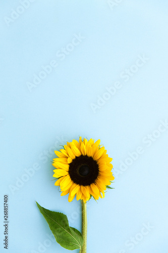 Sunflower on blue