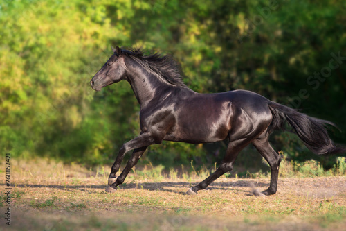 Black stallion run gallop on summer field