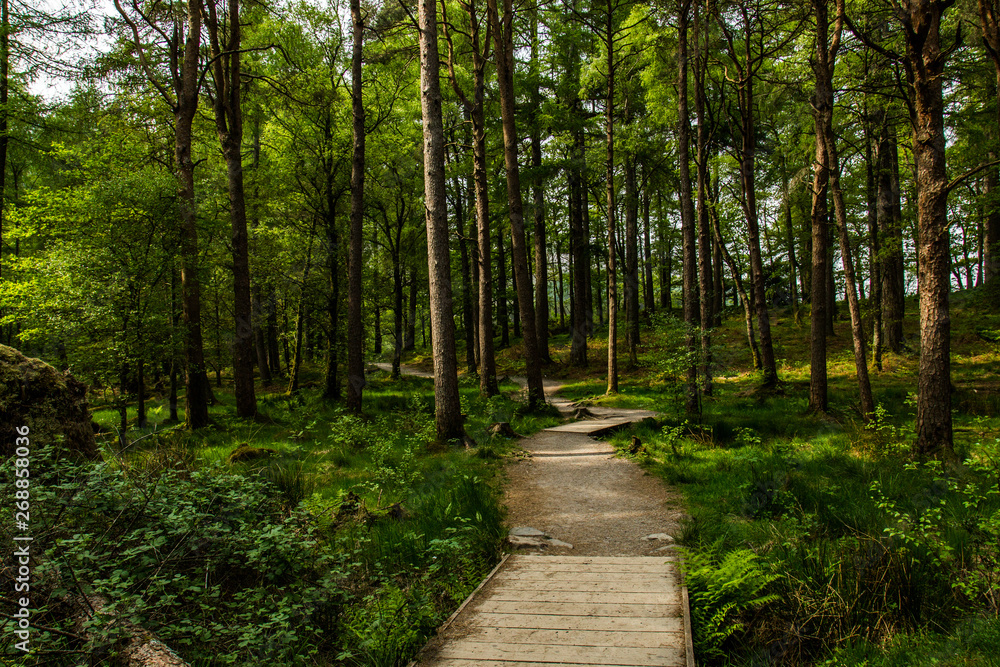 Pathway through the forest Pathway through the forest