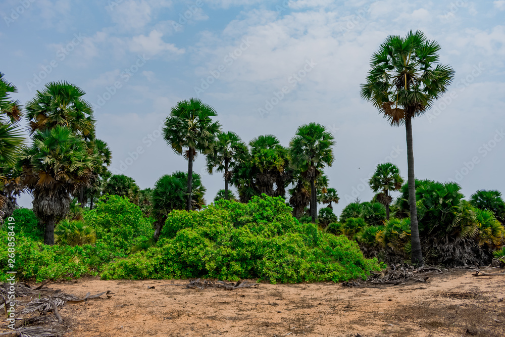 palm trees close view with cashew trees looking awesome. palm trees close view with cashew trees looking awesome.