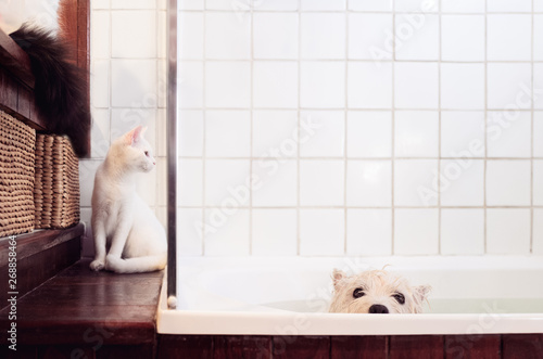 Two cats keeping their dog friend company during the bath