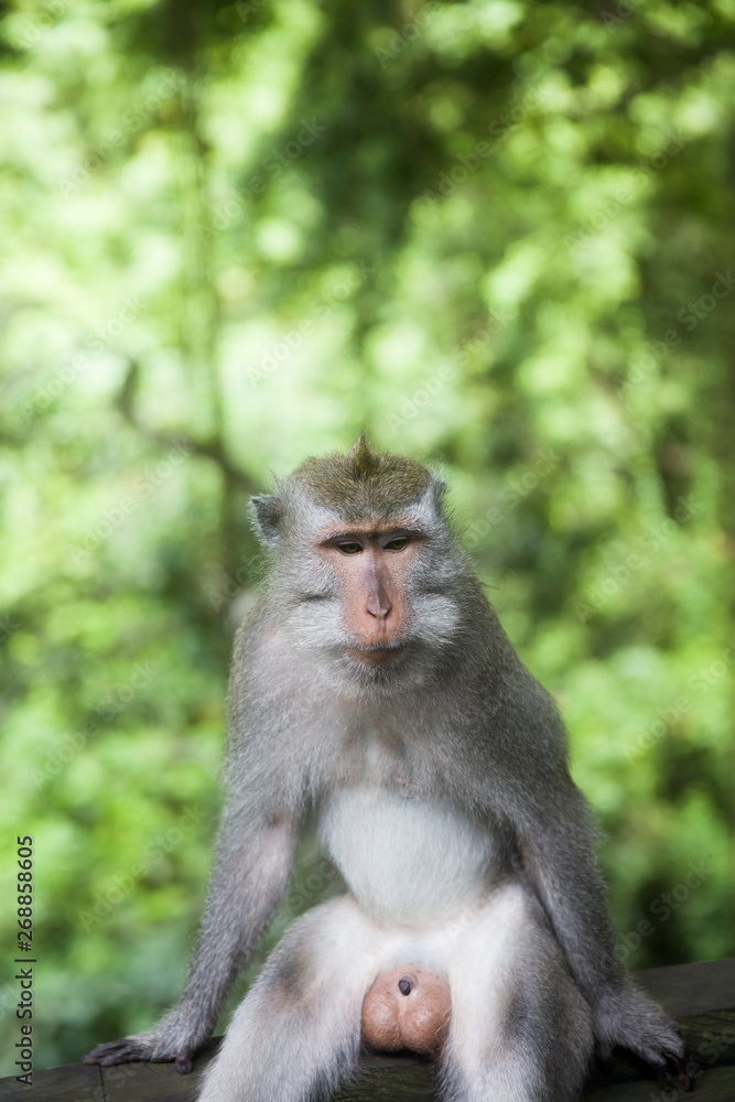 Balinese long tailed monkey