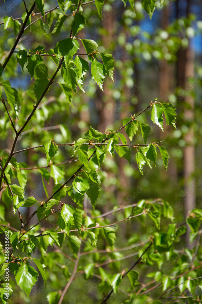 Spring, nature, spring forest, fields, lakes and rivers. Spring, nature, spring forest, fields, lakes and rivers.