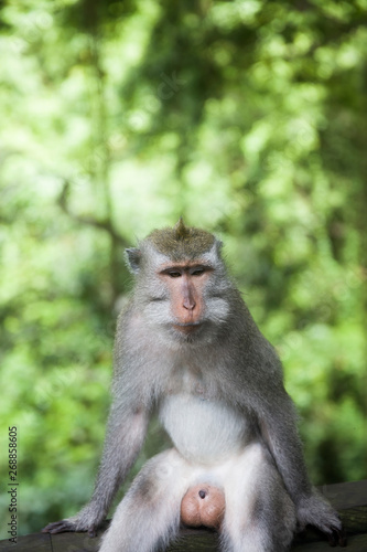 Balinese long tailed monkey © BGStock72