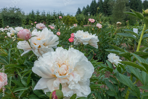 Peony flower garden