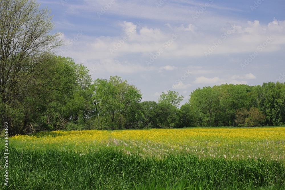 Brilliant yellow mustard fields in northen Ohio.