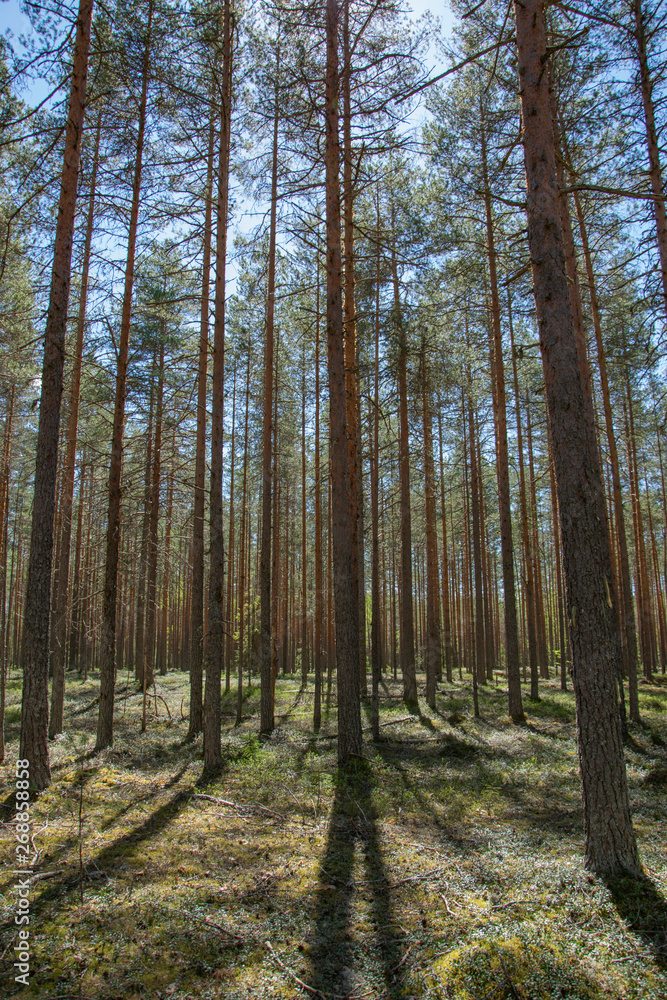 Spring, nature, spring forest, fields, lakes and rivers. Spring, nature, spring forest, fields, lakes and rivers.