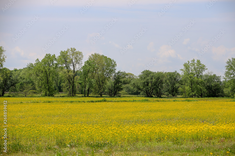 Brilliant yellow mustard fields in northen Ohio.