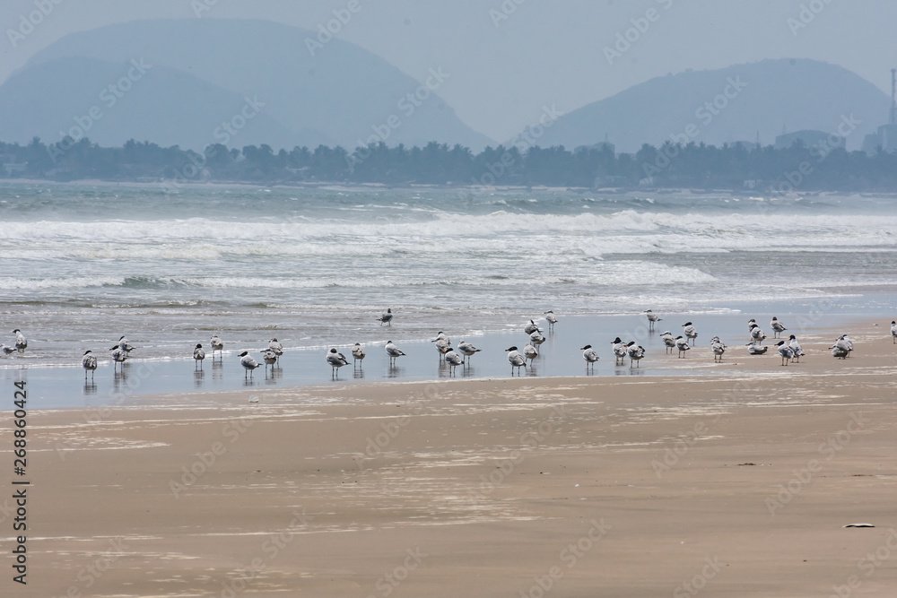 A group of birds eating fish after tide went back near sea beach looking beautiful.