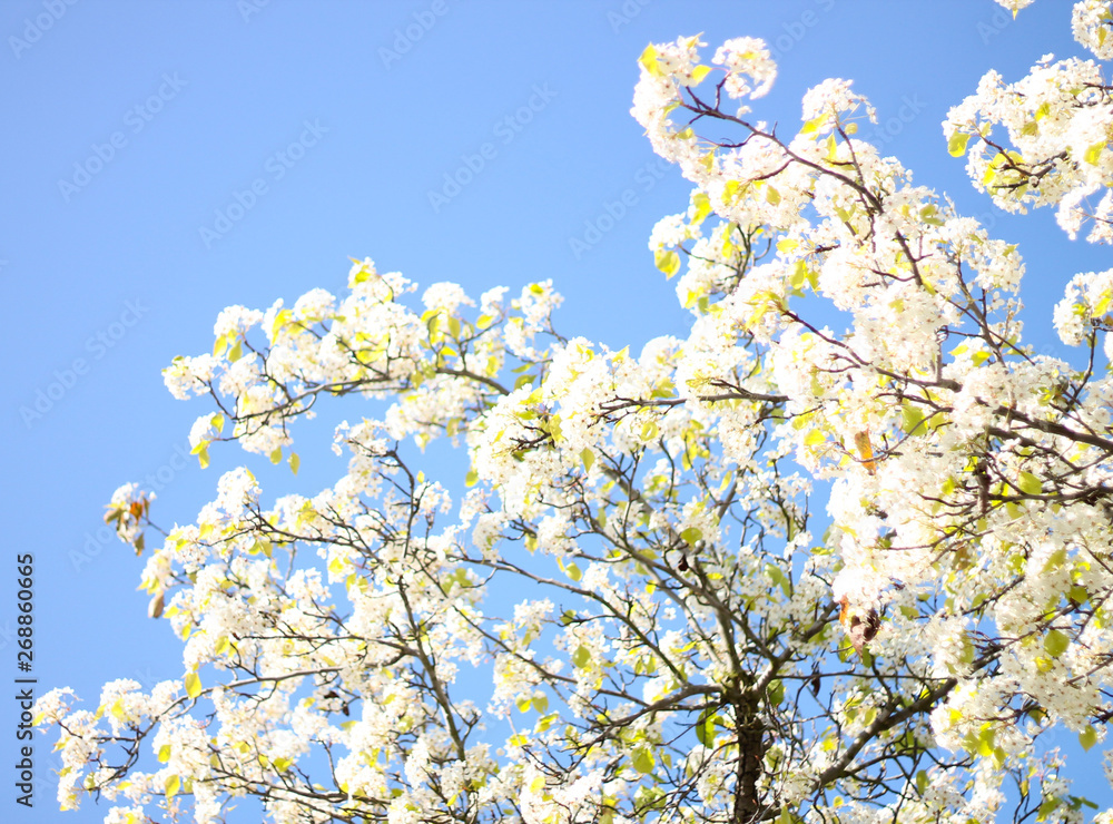 white flowers in spring white flowers in spring