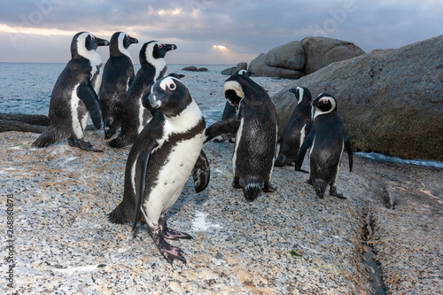 african penguin bolder beach cape town national parks and nature reserves of south africa