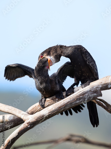 Reed Cormorant mother feeding her young fish she regurgitates photo