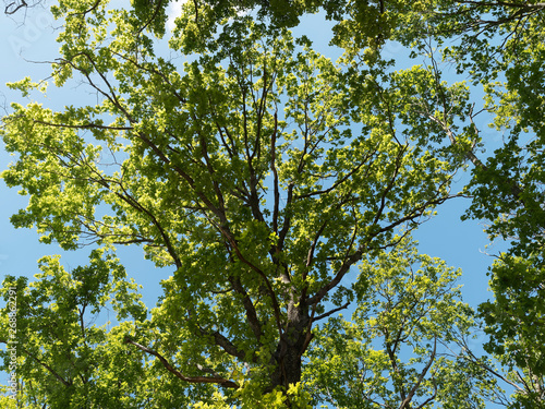 Quercus robur - Houppe irr  guli  re du Ch  ne p  doncul   avec ses branches noueuses
