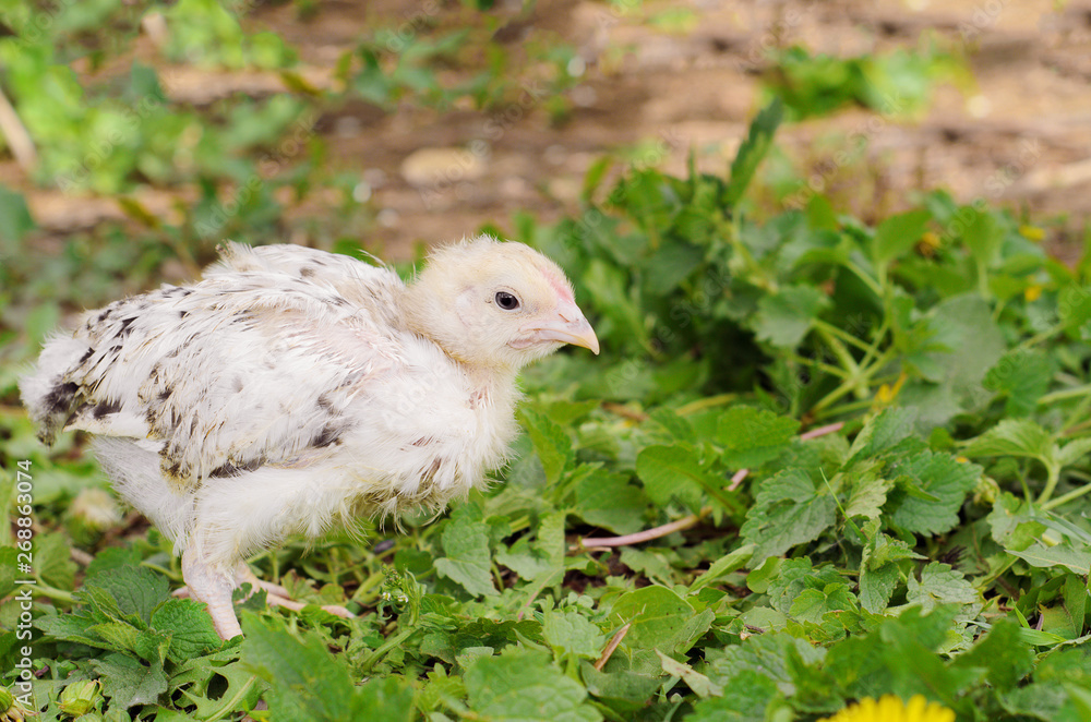 Little chicken on the grass. Farm birds, cubs. Little chicken on the grass. Farm birds, cubs.