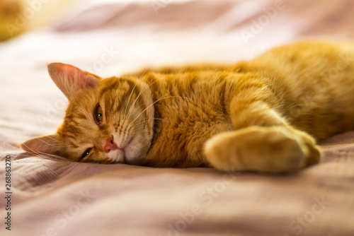 Fototapeta Naklejka Na Ścianę i Meble -  Red-haired cat lying on the sofa close-up portrait.