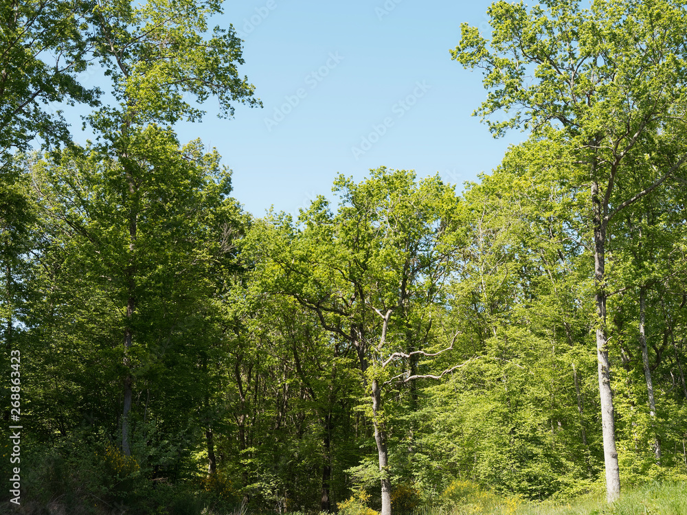 Fototapeta premium Paysage forestier - Chênes pédonculés - chênes blancs - chênes européens (Quercus robur)