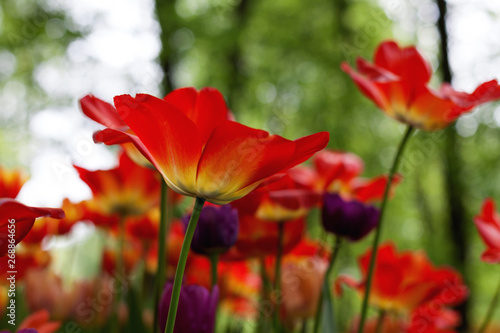 Spring tulips in the park 