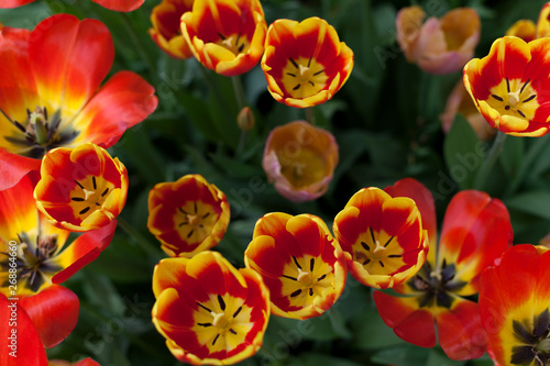 Spring tulips in the park 