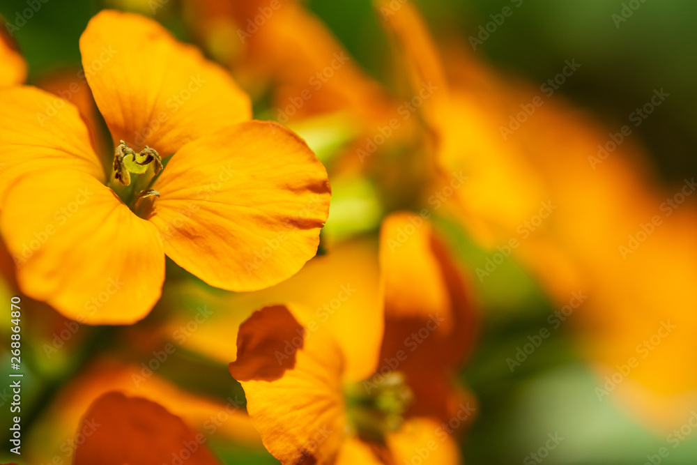 Western Wallflower, Orange Wildflower Closeup Western Wallflower, Orange Wildflower Closeup