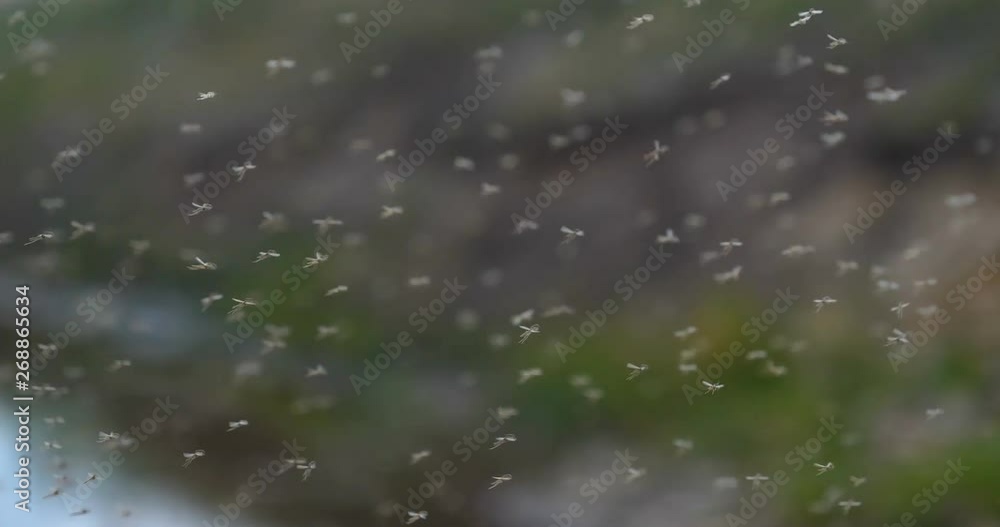 A lot of mosquitoes (chironomids) fly in the air on very large numbers in the air. Concept of: Wildflies, Dangerous for people, Mosquitoes. A lot of mosquitoes (chironomids) fly in the air on very large numbers in the air. Concept of: Wildflies, Dangerous for people, Mosquitoes.