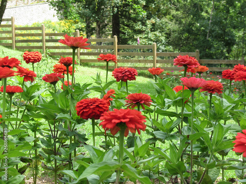 Zinnia Thumbelina flowers . Dwarf zinnia ( Zinnia elegans ) with double red flower photo