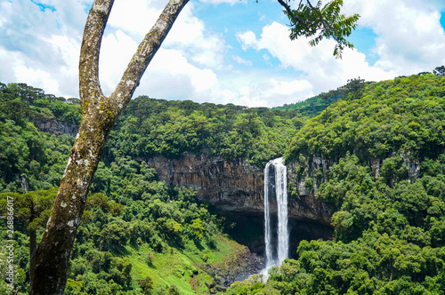 Tree with Caracol waterfall background at Canela city, Rio Grande do Sul, Brazil 