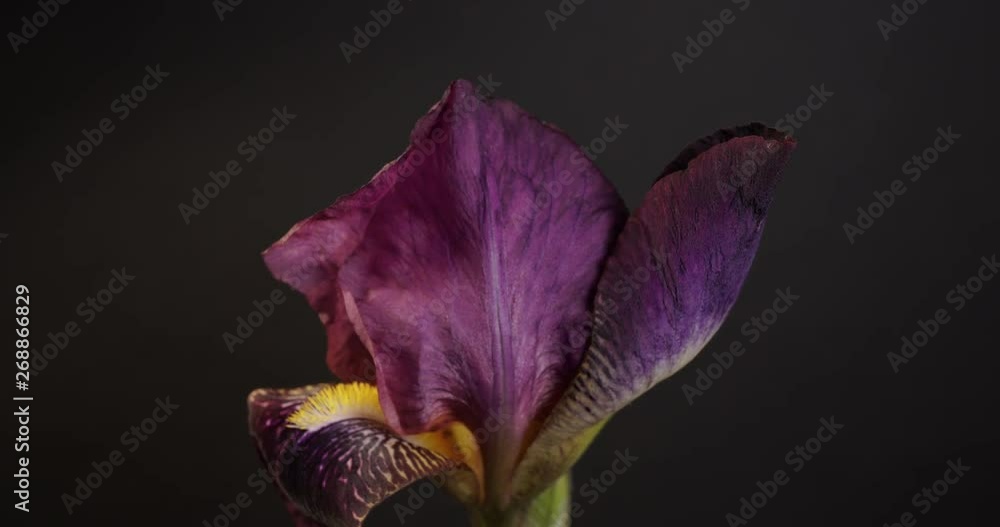 Beautiful Spring Dark Iris flower bud blooming timelapse, extreme close ...