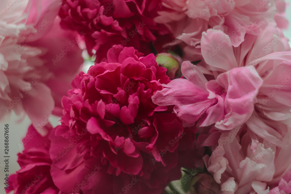 pink peony flowers