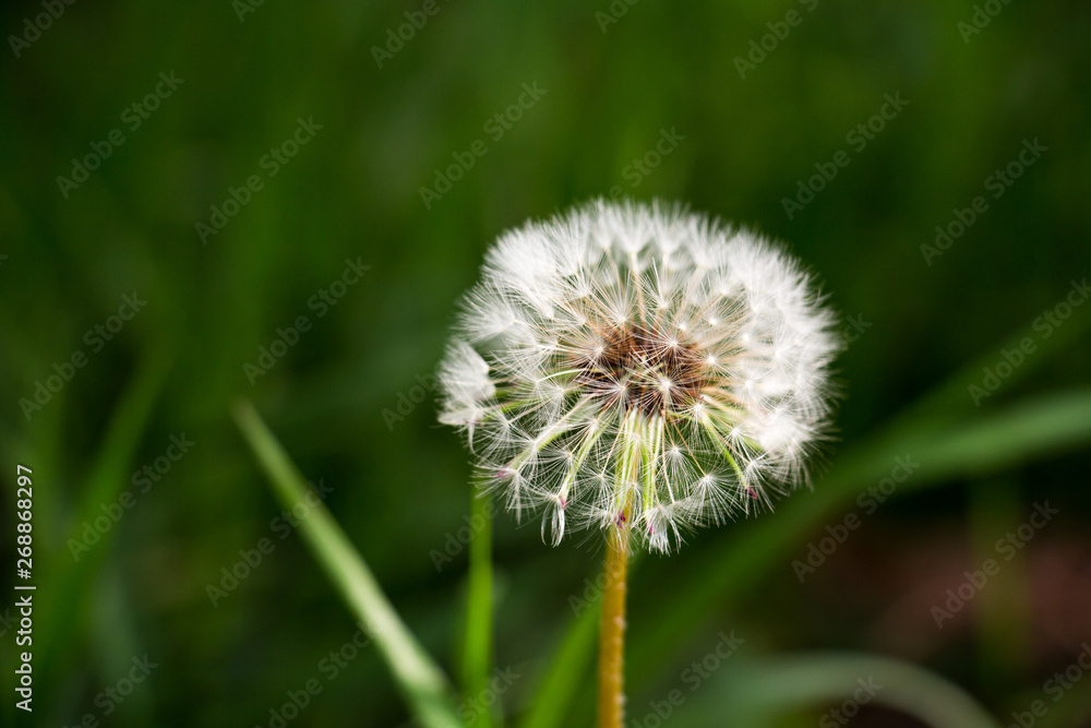 Fototapeta premium Löwenzahn Copyspace Closeup