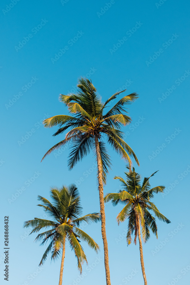 Palm trees Palm trees