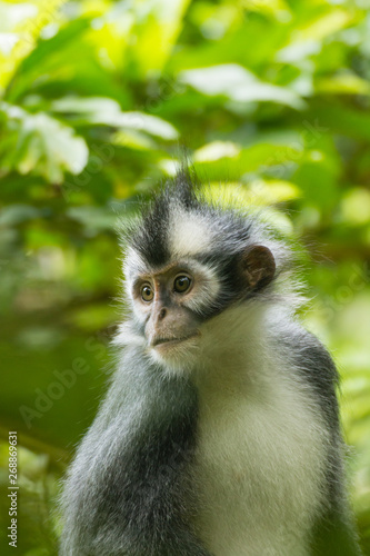 Langur  Thomas leaf monkey 