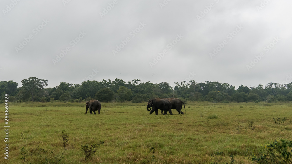 Wild Asian elephant herd gathering in the grassland in Minneriya National Park, Sri Lanka