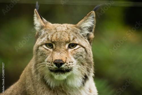 portrait of a lynx