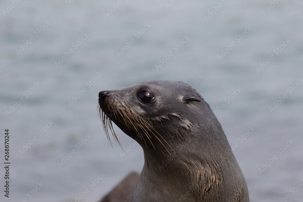 Obraz premium New Zealand Fur seal