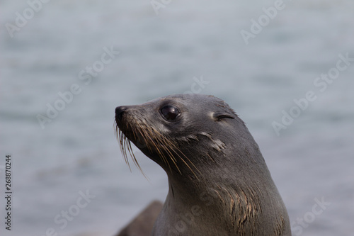 New Zealand Fur seal 