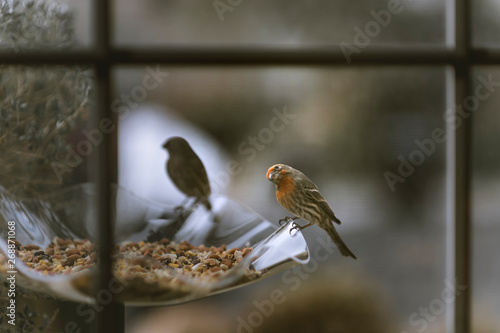 Desert orange morph house finches on a bird feeder photo