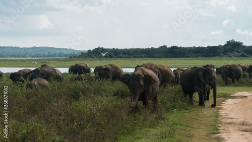 Wild Asian elephant herd gathering in the grassland in Minneriya National Park  Sri Lanka