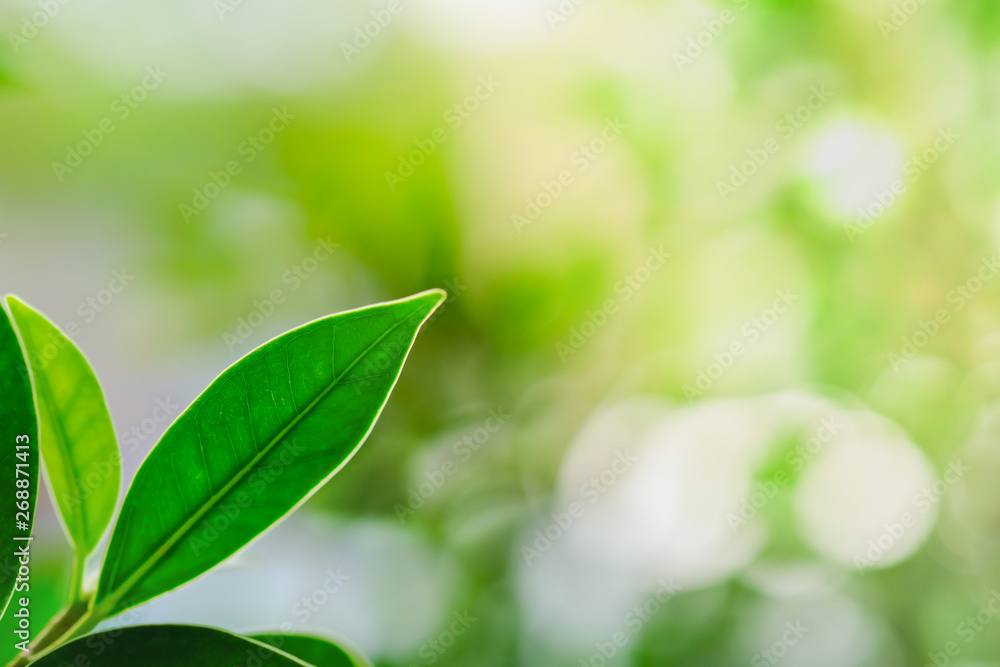 Close up of nature view green leaf on blurred greenery background with copy space using as background natural plants landscape, ecology wallpaper concept. Close up of nature view green leaf on blurred greenery background with copy space using as background natural plants landscape, ecology wallpaper concept.