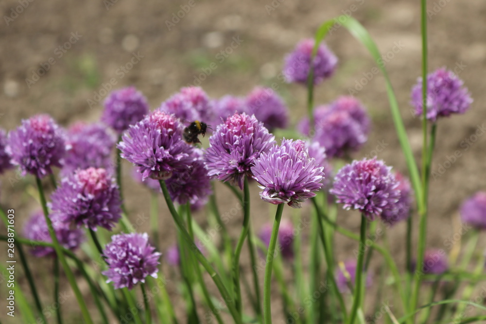Obraz premium Bee pollination in chives